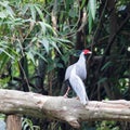 Lophura nycthemera/The silver pheasant