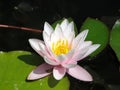 LopoÃÂ (Nymphaea alba)