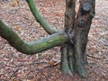 Lopsided Old Tree Trunk With Green Mould