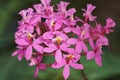 Lopsided Sar orchid flowers