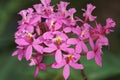 Lopsided Sar orchid flowers