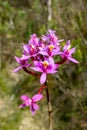 Lopsided Star Orchid, a Species of Star Orchid