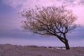 Lopsided Tree During Sunset in Goderich, Ontario Royalty Free Stock Photo