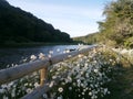 Lopwell Dam and Daisies Growing Wild