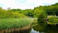 Lopwell dam Pond . River tavy Royalty Free Stock Photo