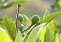 Loquat Royalty Free Stock Photo