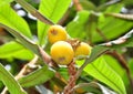 Loquat (Eriobotrya japonica) Royalty Free Stock Photo