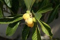 Loquat, Eriobotrya japonica Royalty Free Stock Photo