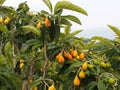 Loquat or Eriobotrya Japonica On The Island Of Crete Royalty Free Stock Photo