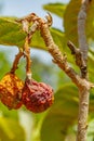 Mummified fruit of loquat