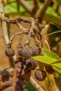 Mummified fruit of loquat