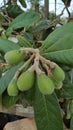 The loquat Eriobotrya japonica green unripe fruits in tree Royalty Free Stock Photo