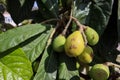 Loquat Eriobotrya japonica japanese plum green fruits close up Royalty Free Stock Photo