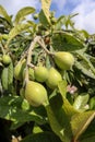 Loquat Eriobotrya japonica japanese plum green fruits close up Royalty Free Stock Photo