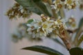 The loquat Eriobotrya japonica nÃÂ­spero tree with white flowers Royalty Free Stock Photo