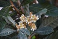 The loquat Eriobotrya japonica nÃÂ­spero tree, white flowers Royalty Free Stock Photo