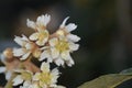 The loquat Eriobotrya japonica nÃÂ­spero tree, closeup white flowers bloom Royalty Free Stock Photo