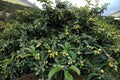 The loquat Eriobotrya japonica large evergreen shrub or tree