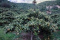 The loquat Eriobotrya japonica large evergreen shrub or tree Royalty Free Stock Photo