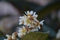 The loquat Eriobotrya japonica nÃÂ­spero tree, white flowers bloom Royalty Free Stock Photo