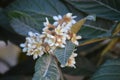 The loquat Eriobotrya japonica nÃÂ­spero tree, white flowers blooms Royalty Free Stock Photo