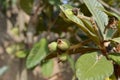 The loquat Eriobotrya japonica nÃÂ­spero unripe fruits tree Royalty Free Stock Photo