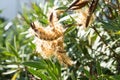 A loquat or eriobotrya japonica tree with blooming flower bud Royalty Free Stock Photo