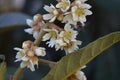 The loquat Eriobotrya japonica tree, closeup white flowers bloom Royalty Free Stock Photo