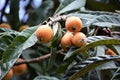 Loquat