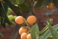 Loquat nespole fresh fruit on green tree