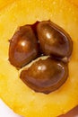 Loquat fruit