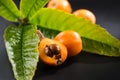 Loquat fruit or Japanese medlars, Nispero, Eriobotrya japonica with leaves fresh ripe bio vegetarian food