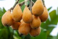 Loquat fruit, fruit shape, lute instrument, fruit Royalty Free Stock Photo