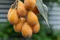 Loquat fruit, fruit shape, lute instrument, fruit Royalty Free Stock Photo