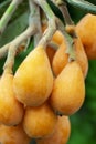 Loquat fruit, fruit shape, lute instrument, fruit Royalty Free Stock Photo