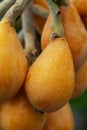 Loquat fruit, fruit shape, lute instrument, fruit Royalty Free Stock Photo