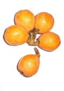 Loquat fruit