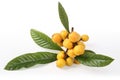 Loquat fruits