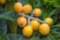 Loquat fruits Eriobotrya japonica on tree. This ancient fruit