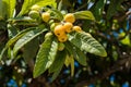 Eriobotrya japonica fruits. Close up loquat fruits and tree in nature Royalty Free Stock Photo