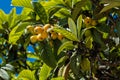 Eriobotrya japonica fruits. Close up loquat fruits and tree in nature Royalty Free Stock Photo