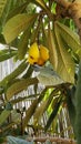 Loquat Fruits on a Tree Royalty Free Stock Photo