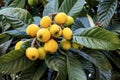 Loquat fruits and tree in nature Royalty Free Stock Photo