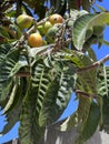 Loquat, Japanese plum, Eriobotrya japonica, evergreen fruit tree Royalty Free Stock Photo