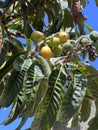 Loquat, Japanese plum, Eriobotrya japonica, evergreen fruit tree Royalty Free Stock Photo