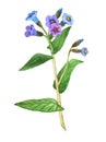 Lungwort medicinal plant