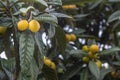 Loquat maturing fruits closeup, species Eriobotrya japonica, native to the cooler hill regions of south-central China.