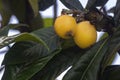 Loquat maturing fruits closeup, species Eriobotrya japonica, native to the cooler hill regions of south-central China.