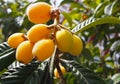 Loquat Medlar fruit on the tree Royalty Free Stock Photo