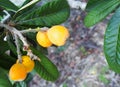Loquat Medlar fruit on the tree Royalty Free Stock Photo